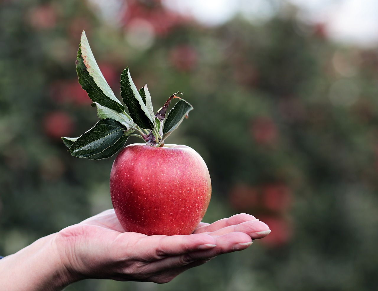 apple, red, red apple