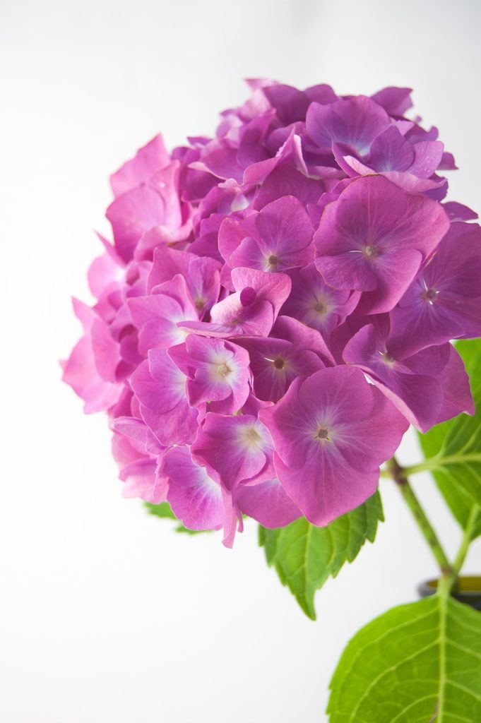 flower, hydrangea, vase